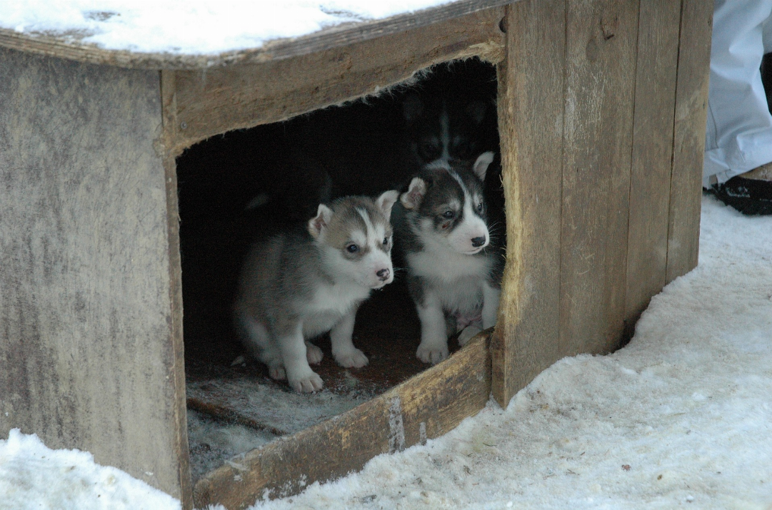 Niche pour chien : comment bien faire son choix ?