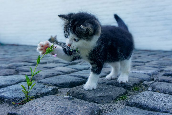 Nos conseils pour eloigner les chats sauvages de votre maison