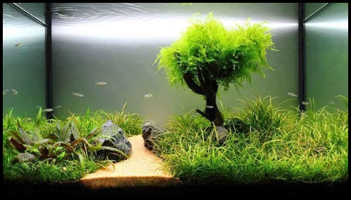 Quelles plantes choisir pour son aquarium d’eau douce ?